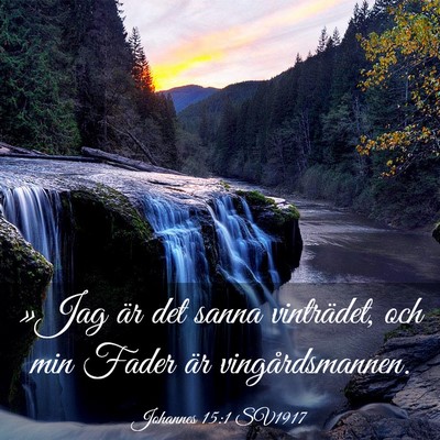 Picture 03 - Johannes 15:1 SV1917 - »Jag är det sanna vinträdet, och min Fader är - Bible Verse Picture