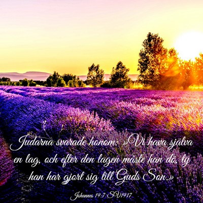 Picture 03 - Johannes 19:7 SV1917 - Judarna svarade honom: »Vi hava själva en lag, - Bible Verse Picture