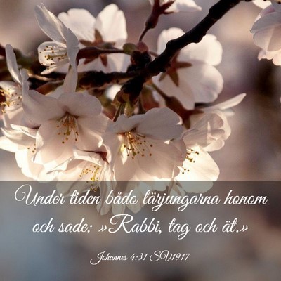 Picture 03 - Johannes 4:31 SV1917 - Under tiden bådo lärjungarna honom och sade: - Bible Verse Picture