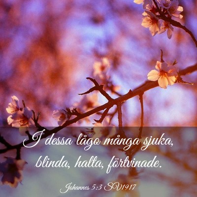 Picture 03 - Johannes 5:3 SV1917 - I dessa lågo många sjuka, blinda, halta, - Bible Verse Picture