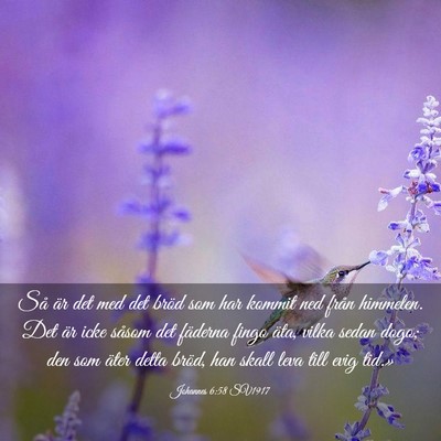 Picture 03 - Johannes 6:58 SV1917 - Så är det med det bröd som har kommit ned - Bible Verse Picture