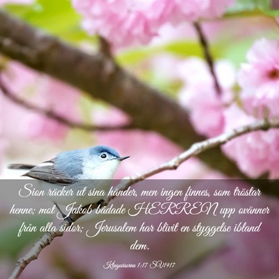 Picture 03 - Klagovisorna 1:17 SV1917 - Sion räcker ut sina händer, men ingen finnes, - Bible Verse Picture