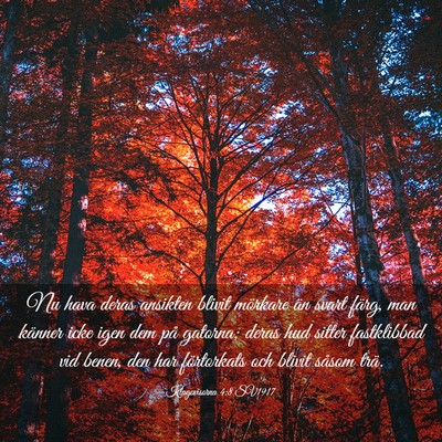 Picture 03 - Klagovisorna 4:8 SV1917 - Nu hava deras ansikten blivit mörkare än svart - Bible Verse Picture