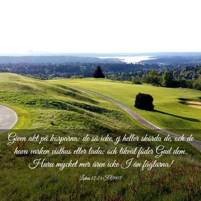 Picture 03 - Lukas 12:24 SV1917 - Given akt på korparna: de så icke, ej heller - Bible Verse Picture