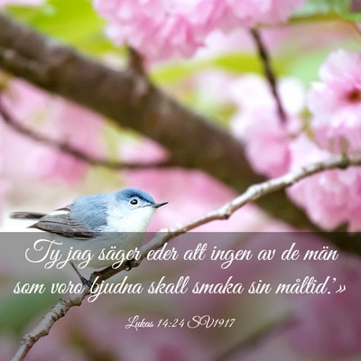 Picture 03 - Lukas 14:24 SV1917 - Ty jag säger eder att ingen av de män som voro - Bible Verse Picture