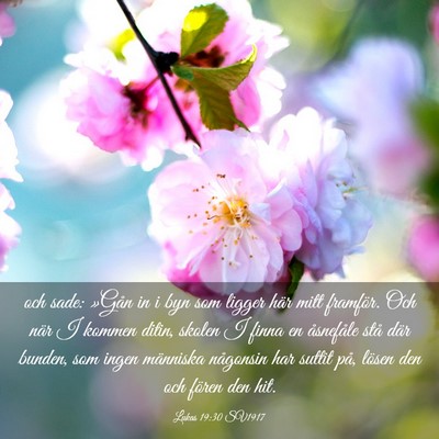 Picture 03 - Lukas 19:30 SV1917 - och sade: »Gån in i byn som ligger här mitt - Bible Verse Picture