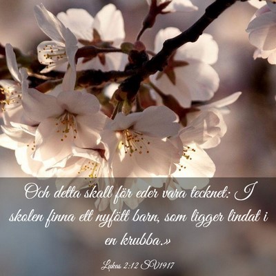 Picture 03 - Lukas 2:12 SV1917 - Och detta skall för eder vara tecknet: I skolen - Bible Verse Picture