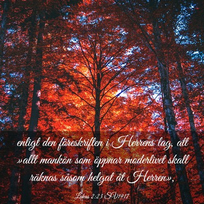 Picture 03 - Lukas 2:23 SV1917 - enligt den föreskriften i Herrens lag, att - Bible Verse Picture