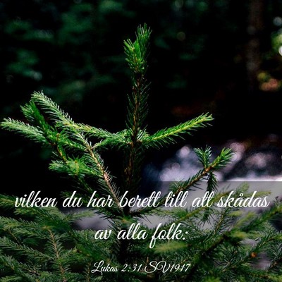Picture 03 - Lukas 2:31 SV1917 - vilken du har berett till att skådas av alla - Bible Verse Picture