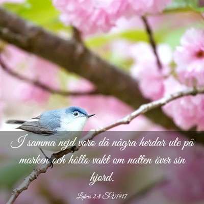 Picture 03 - Lukas 2:8 SV1917 - I samma nejd voro då några herdar ute på - Bible Verse Picture