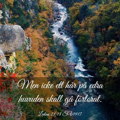 Picture 03 - Lukas 21:18 SV1917 - Men icke ett hår på edra huvuden skall gå - Bible Verse Picture