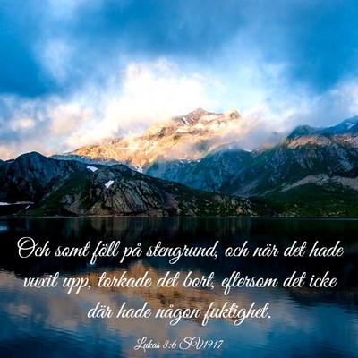 Picture 03 - Lukas 8:6 SV1917 - Och somt föll på stengrund, och när det hade - Bible Verse Picture