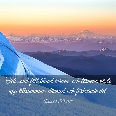 Picture 03 - Lukas 8:7 SV1917 - Och somt föll bland törnen, och törnena växte - Bible Verse Picture