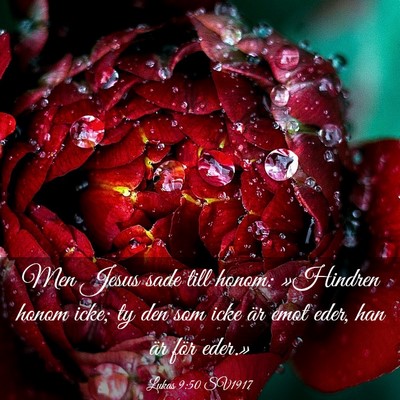 Picture 03 - Lukas 9:50 SV1917 - Men Jesus sade till honom: »Hindren honom icke; - Bible Verse Picture