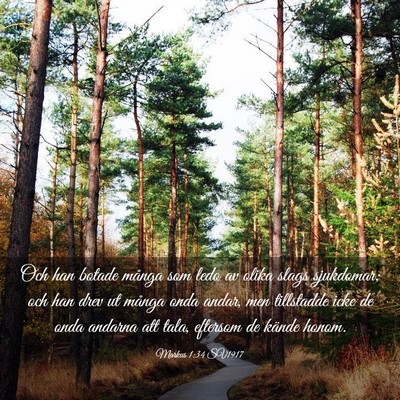 Picture 03 - Markus 1:34 SV1917 - Och han botade många som ledo av olika slags - Bible Verse Picture