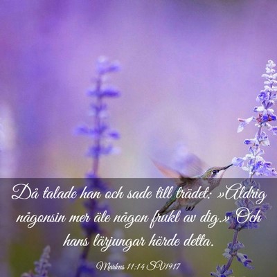 Picture 03 - Markus 11:14 SV1917 - Då talade han och sade till trädet: »Aldrig - Bible Verse Picture