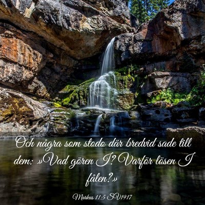 Picture 03 - Markus 11:5 SV1917 - Och några som stodo där bredvid sade till dem: - Bible Verse Picture