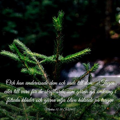 Picture 03 - Markus 12:38 SV1917 - Och han undervisade dem och sade till dem: - Bible Verse Picture