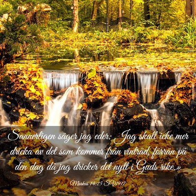 Picture 03 - Markus 14:25 SV1917 - Sannerligen säger jag eder: Jag skall icke mer - Bible Verse Picture