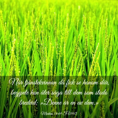 Picture 03 - Markus 14:69 SV1917 - När tjänstekvinnan då fick se honom där, - Bible Verse Picture