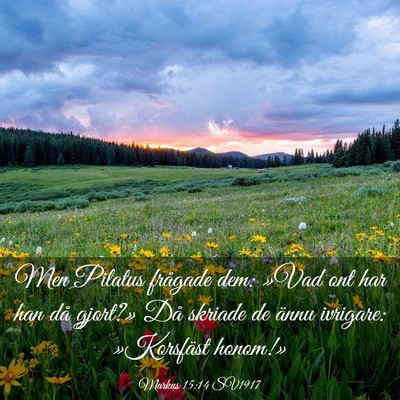 Picture 03 - Markus 15:14 SV1917 - Men Pilatus frågade dem: »Vad ont har han då - Bible Verse Picture