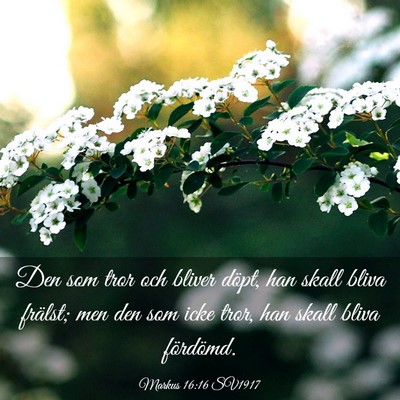 Picture 03 - Markus 16:16 SV1917 - Den som tror och bliver döpt, han skall bliva - Bible Verse Picture