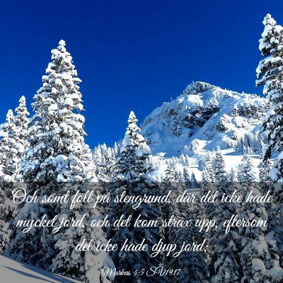 Picture 03 - Markus 4:5 SV1917 - Och somt föll på stengrund, där det icke hade - Bible Verse Picture
