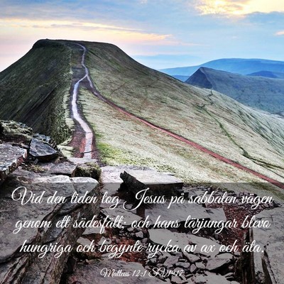 Picture 03 - Matteus 12:1 SV1917 - Vid den tiden tog Jesus på sabbaten vägen genom - Bible Verse Picture