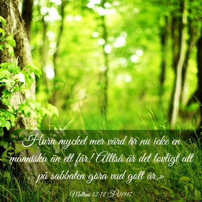 Picture 03 - Matteus 12:12 SV1917 - Huru mycket mer värd är nu icke en människa - Bible Verse Picture