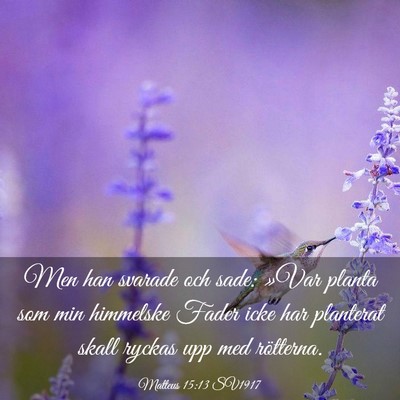 Picture 03 - Matteus 15:13 SV1917 - Men han svarade och sade: »Var planta som min - Bible Verse Picture