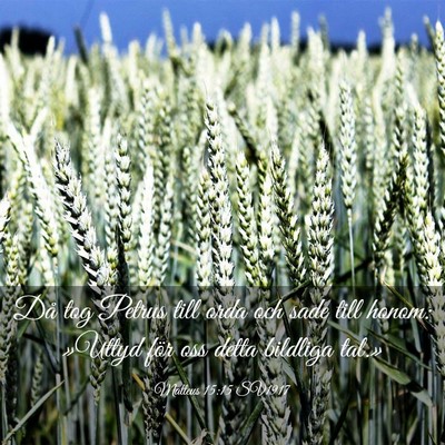 Picture 03 - Matteus 15:15 SV1917 - Då tog Petrus till orda och sade till honom: - Bible Verse Picture