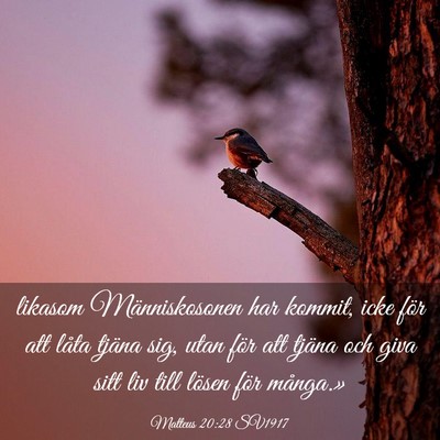 Picture 03 - Matteus 20:28 SV1917 - likasom Människosonen har kommit, icke för att - Bible Verse Picture