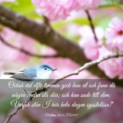 Picture 03 - Matteus 20:6 SV1917 - Också vid elfte timmen gick han ut och fann då - Bible Verse Picture