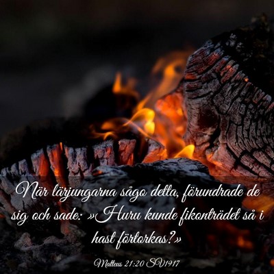 Picture 03 - Matteus 21:20 SV1917 - När lärjungarna sågo detta, förundrade de sig - Bible Verse Picture