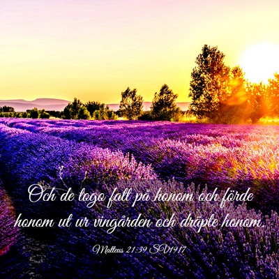 Picture 03 - Matteus 21:39 SV1917 - Och de togo fatt på honom och förde honom ut ur - Bible Verse Picture