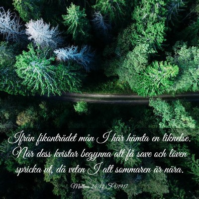 Picture 03 - Matteus 24:32 SV1917 - Ifrån fikonträdet mån I här hämta en - Bible Verse Picture