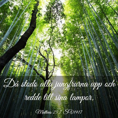 Picture 03 - Matteus 25:7 SV1917 - Då stodo alla jungfrurna upp och redde till sina - Bible Verse Picture