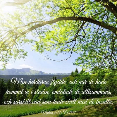 Picture 03 - Matteus 8:33 SV1917 - Men herdarna flydde; och när de hade kommit in i - Bible Verse Picture