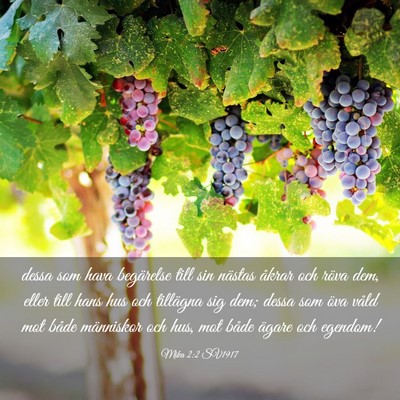 Picture 03 - Mika 2:2 SV1917 - dessa som hava begärelse till sin nästas åkrar - Bible Verse Picture