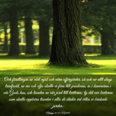 Picture 03 - Nehemja 10:37 SV1917 - Och förstlingen av vårt mjöl och våra - Bible Verse Picture