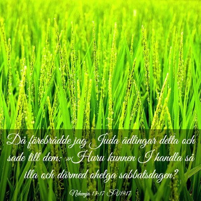 Picture 03 - Nehemja 13:17 SV1917 - Då förebrådde jag Juda ädlingar detta och - Bible Verse Picture