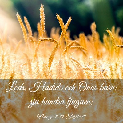 Picture 03 - Nehemja 7:37 SV1917 - Lods, Hadids och Onos barn: sju hundra - Bible Verse Picture