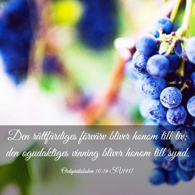 Picture 03 - Ordspråksboken 10:16 SV1917 - Den rättfärdiges förvärv bliver honom till - Bible Verse Picture