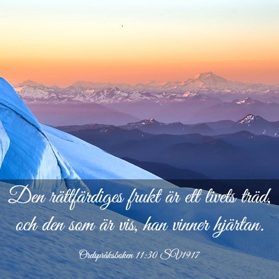Picture 03 - Ordspråksboken 11:30 SV1917 - Den rättfärdiges frukt är ett livets träd, - Bible Verse Picture