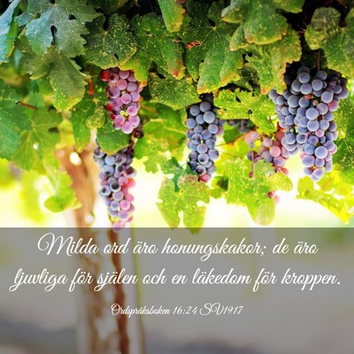 Picture 03 - Ordspråksboken 16:24 SV1917 - Milda ord äro honungskakor; de äro ljuvliga - Bible Verse Picture