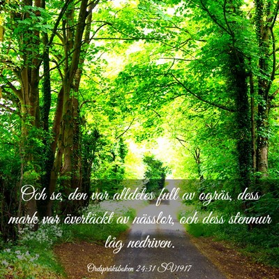Picture 03 - Ordspråksboken 24:31 SV1917 - Och se, den var alldeles full av ogräs, dess - Bible Verse Picture