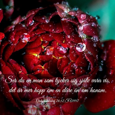 Picture 03 - Ordspråksboken 26:12 SV1917 - Ser du en man som tycker sig själv vara vis, det - Bible Verse Picture