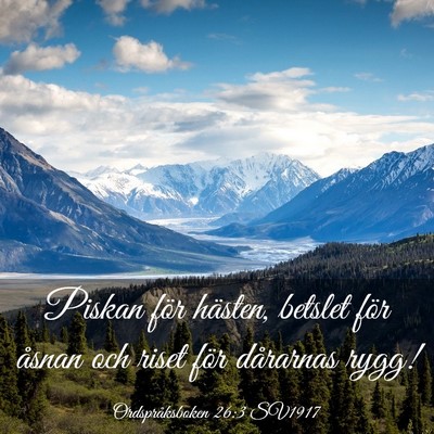 Picture 03 - Ordspråksboken 26:3 SV1917 - Piskan för hästen, betslet för åsnan och - Bible Verse Picture
