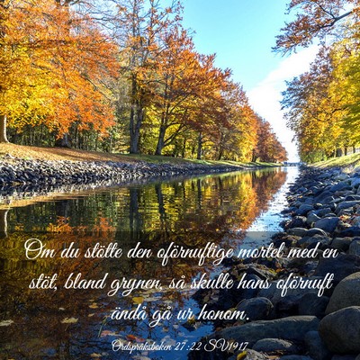 Picture 03 - Ordspråksboken 27:22 SV1917 - Om du stötte den oförnuftige mortel med en - Bible Verse Picture