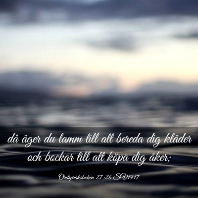 Picture 03 - Ordspråksboken 27:26 SV1917 - då äger du lamm till att bereda dig kläder och - Bible Verse Picture